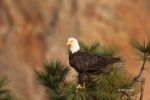 Bald-Eagle;Birds-of-Prey;Eagle;Haliaeetus-leucocephalus;One;Oregon;Smith-Rock-St